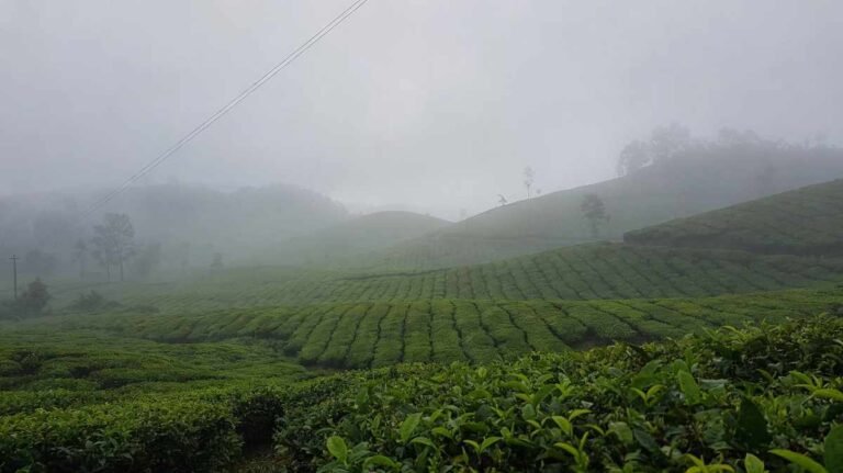 Misty tea garden in Assam symbolizing sadness and reflection